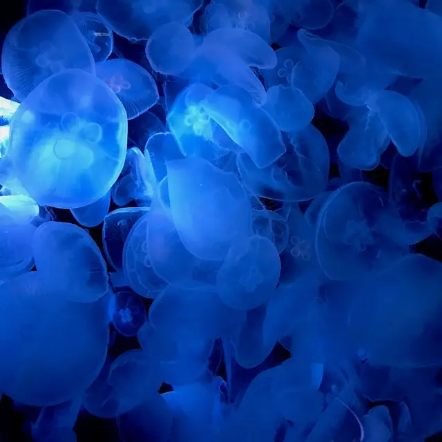 A dark underwater scene featuring jellyfish emitting a vibrant blue glow.