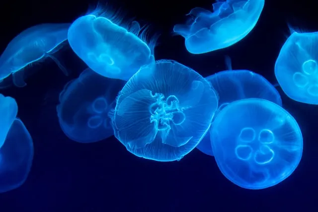 A dark underwater scene featuring jellyfish emitting a vibrant blue glow.